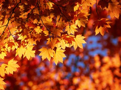 http://www.vocado.se/wp-content/uploads/autumn.jpg